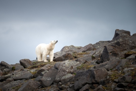 Spot polar bears with Hurtigruten